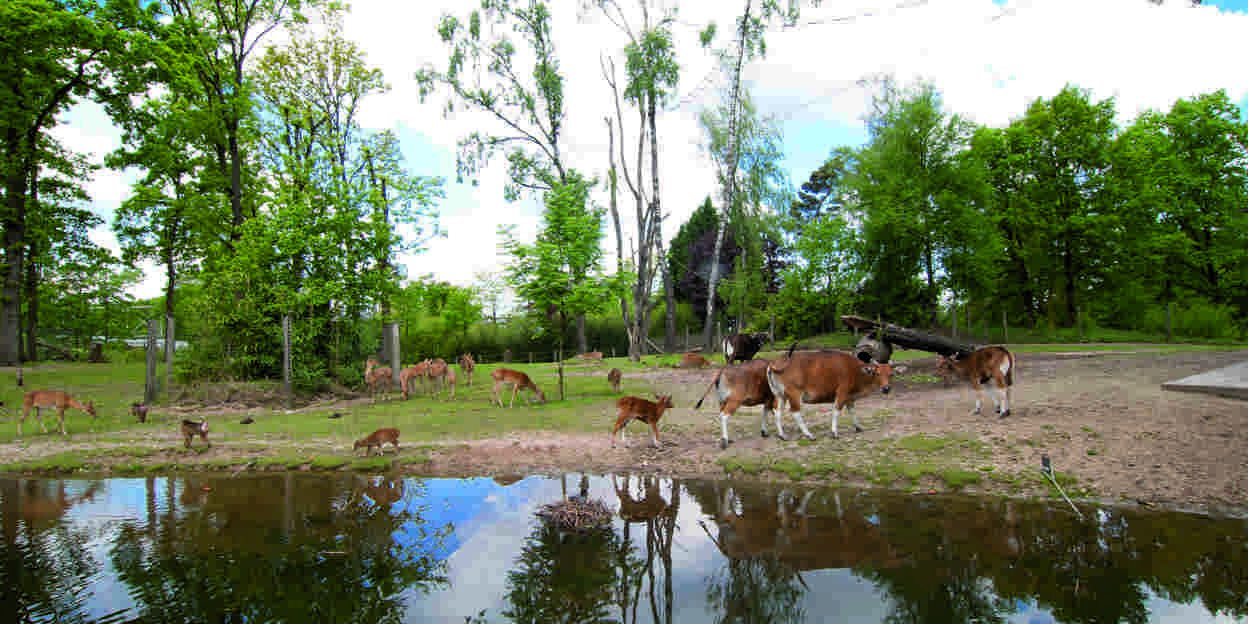 Wat is een ecodisplay? De Rimba