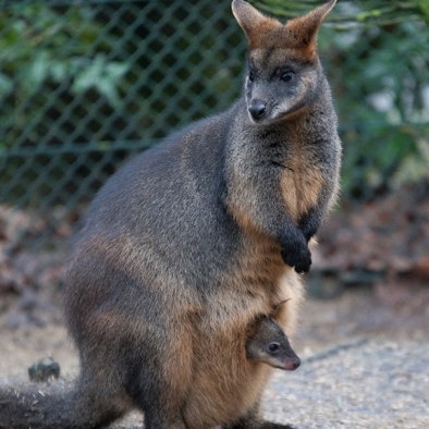 Over de voortplanting