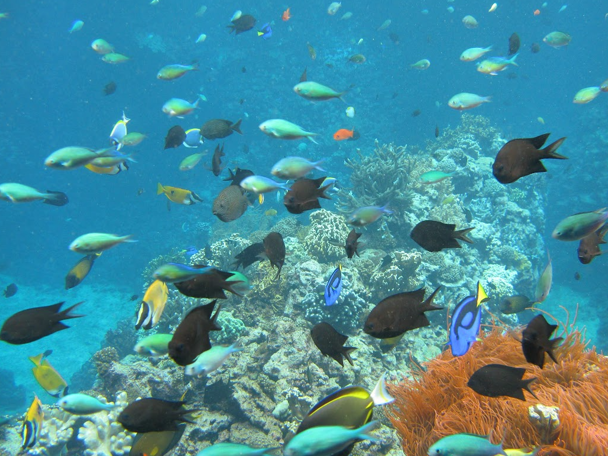 Het tropisch koraalrif