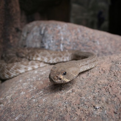 Bedreiging en bescherming