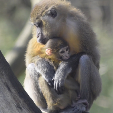 Over de voortplanting
