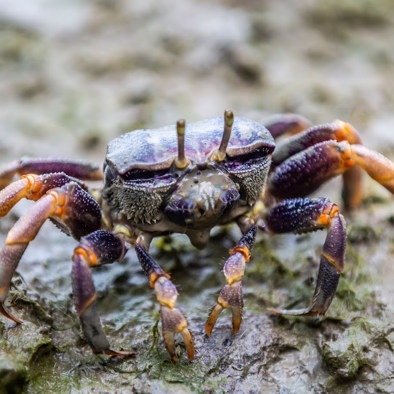 Bedreiging en bescherming