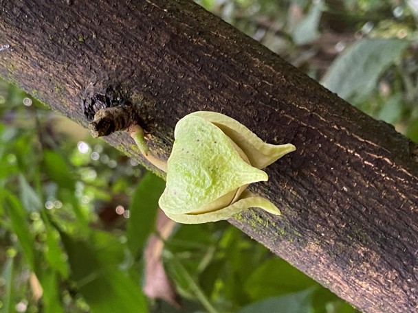 De zuurzak in Burgers’ Bush
