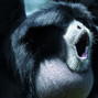 Lees meer over: Siamang