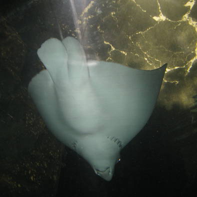 Over de voortplanting