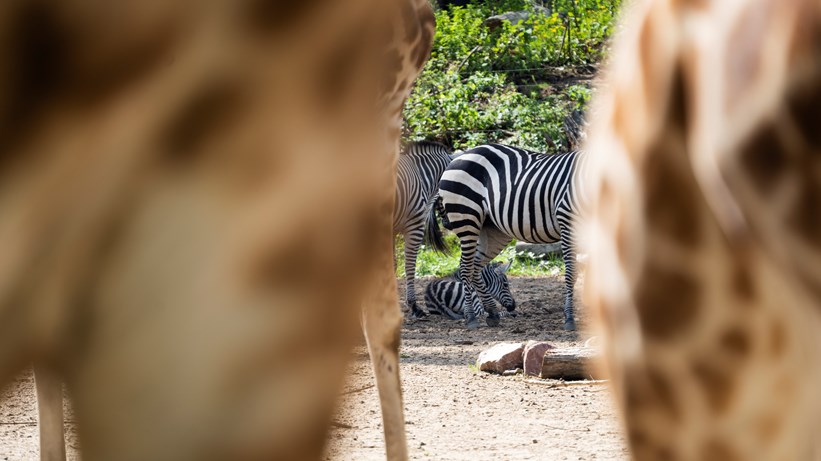 Zebrajongen verkennen Safarivlakte