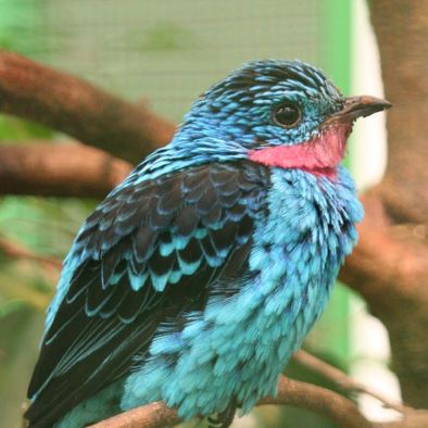 Bedreiging en bescherming