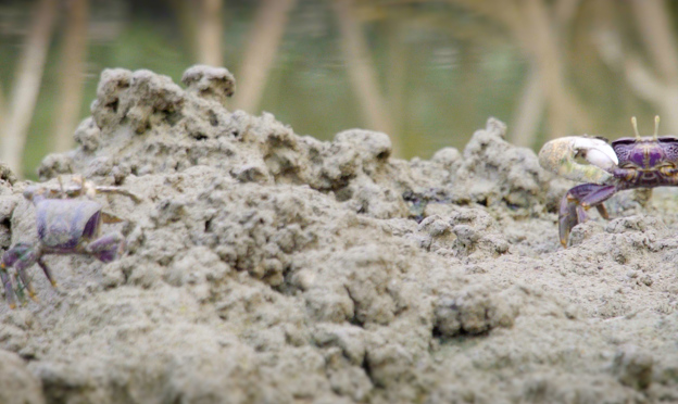 Burgers’ Mangrove