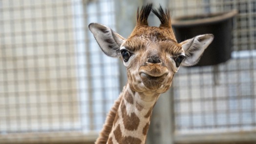 Giraffe Burgers' Zoo krijgt eerste jong