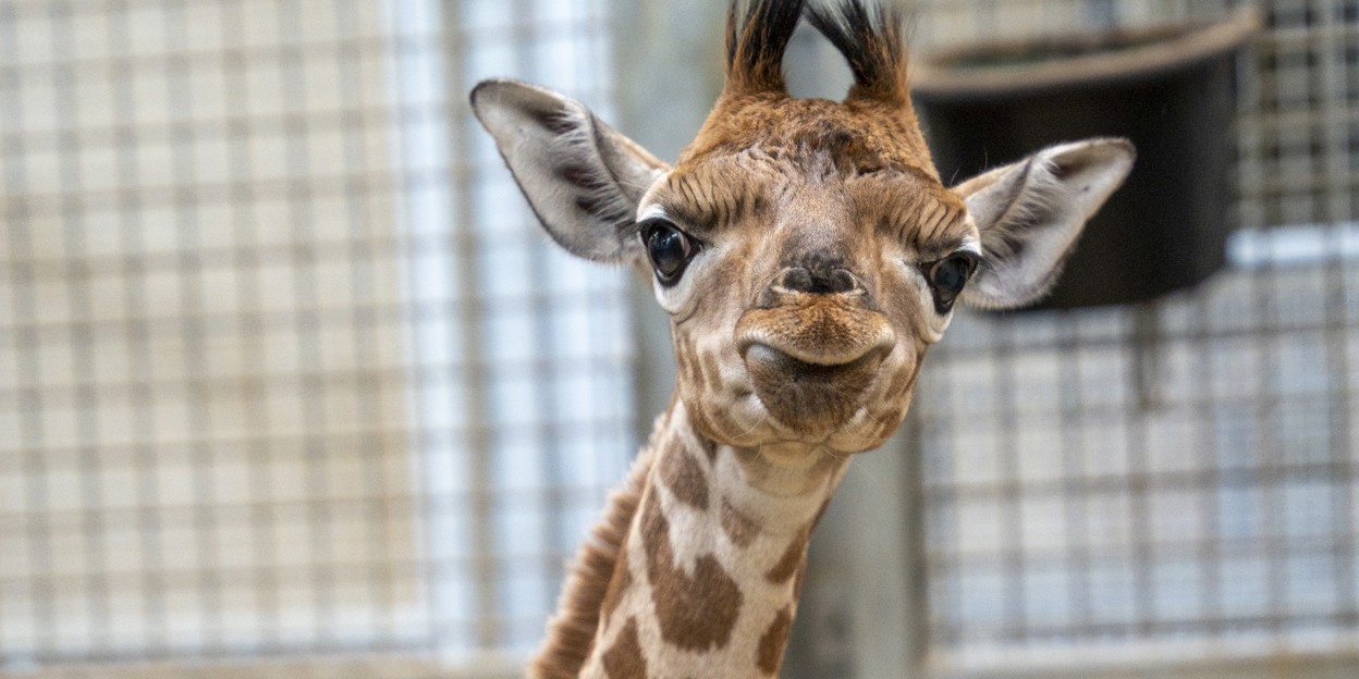 Giraffe Burgers' Zoo krijgt eerste jong