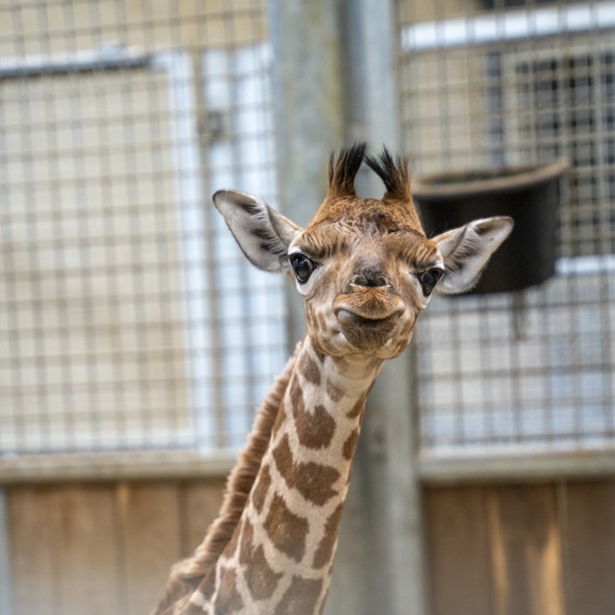 Giraffe Burgers' Zoo krijgt eerste jong