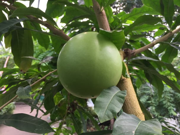 Bijzondere aanpassing aan de leefomgeving