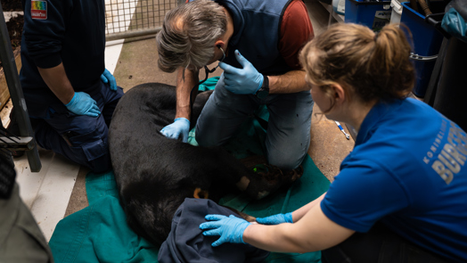 Maleise beren tot jongen stimuleren