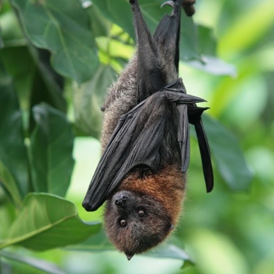 Bedreiging en bescherming