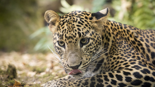 15 wegen leiden naar soortbehoud
