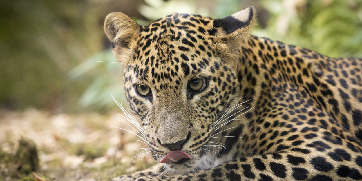 15 wegen leiden naar soortbehoud