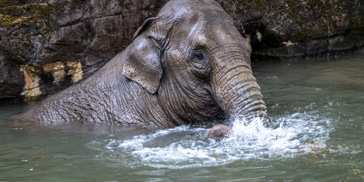 Burgers' Zoo opent anderhalf uur eerder vanwege hitte