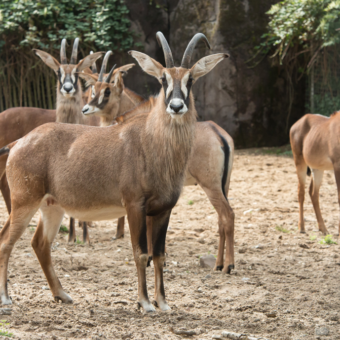 Promotie voor de basterdgemsbokken