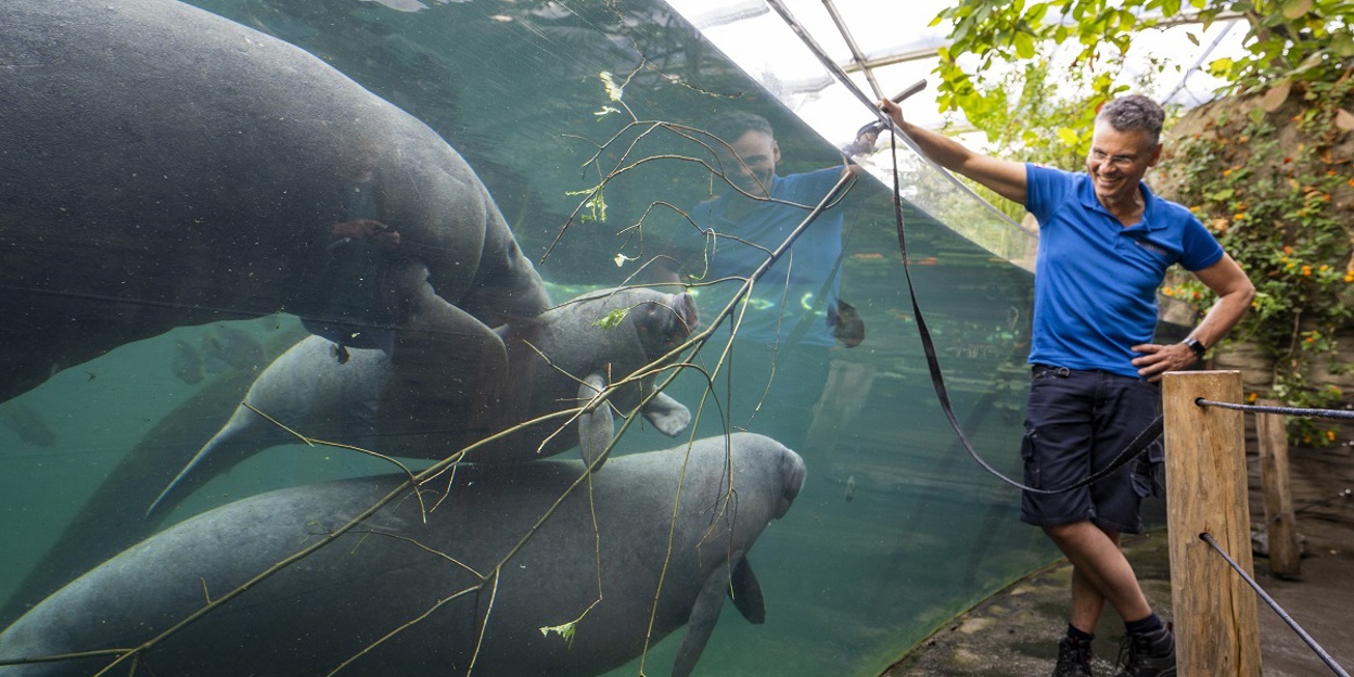 Zeekoeien vieren jubileum met malse takken