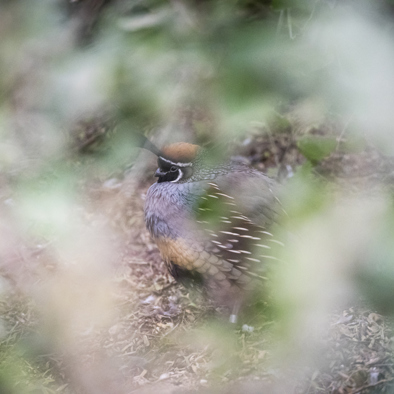 Over de voortplanting