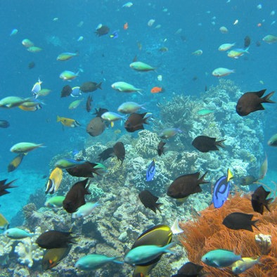 Bedreiging en bescherming