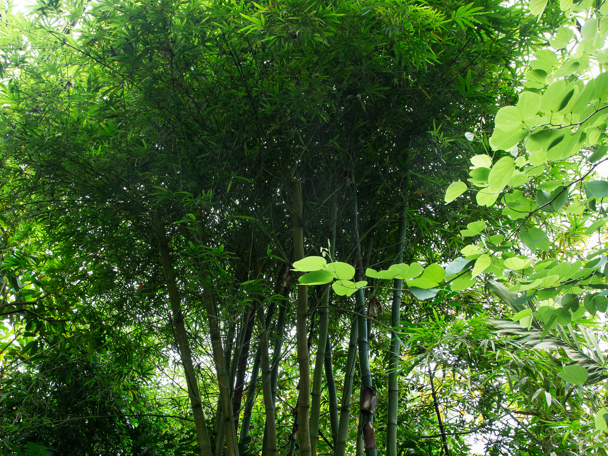 Bijzondere aanpassing aan de leefomgeving