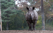 Neushoorn Wiesje vertrekt na 3 jaar naar Duitsland