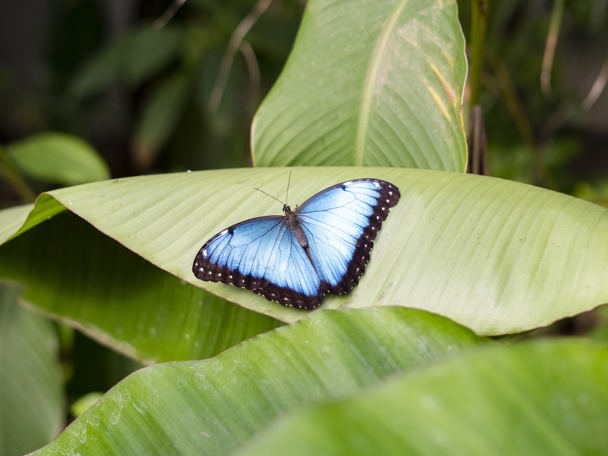 Stap binnen in de wereld van de vlinders