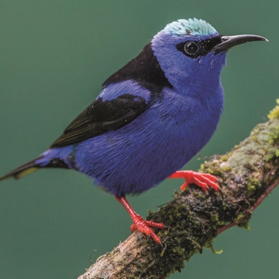 Over de voortplanting