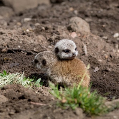 Over de voortplanting