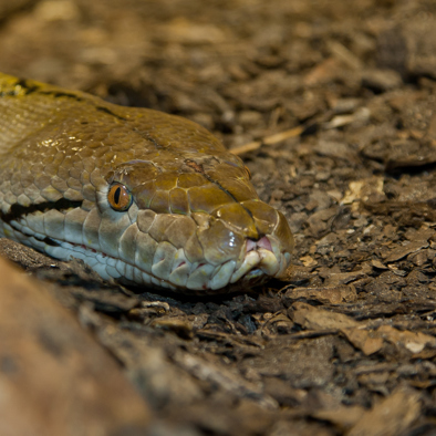 Bedreiging en bescherming