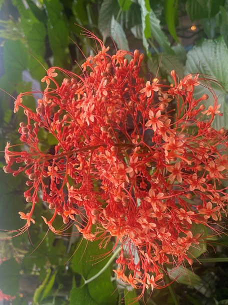 De pagodebloem in Burgers’ Bush