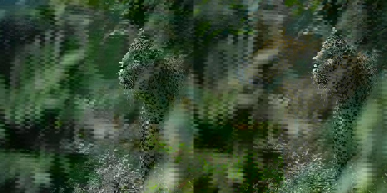 Nu twee verblijven voor de Sri Lanka panters