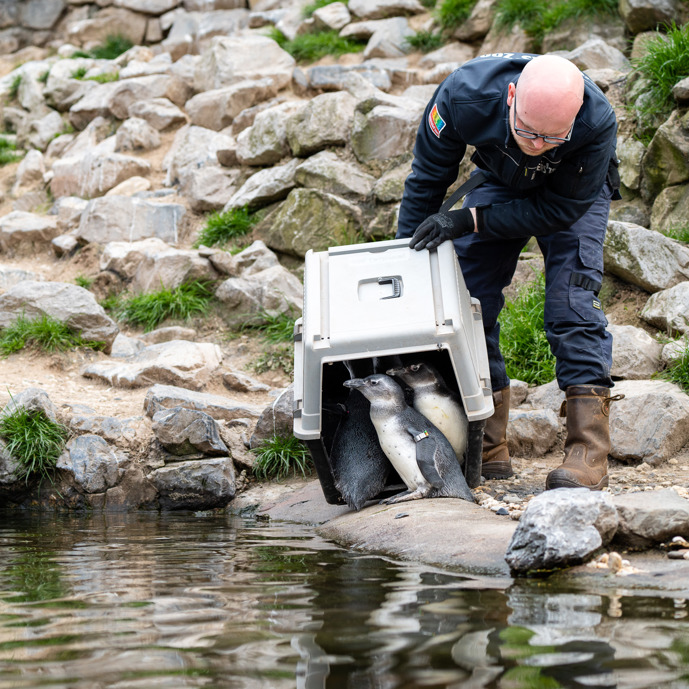Pinguïns ronden het broedseizoen succesvol af