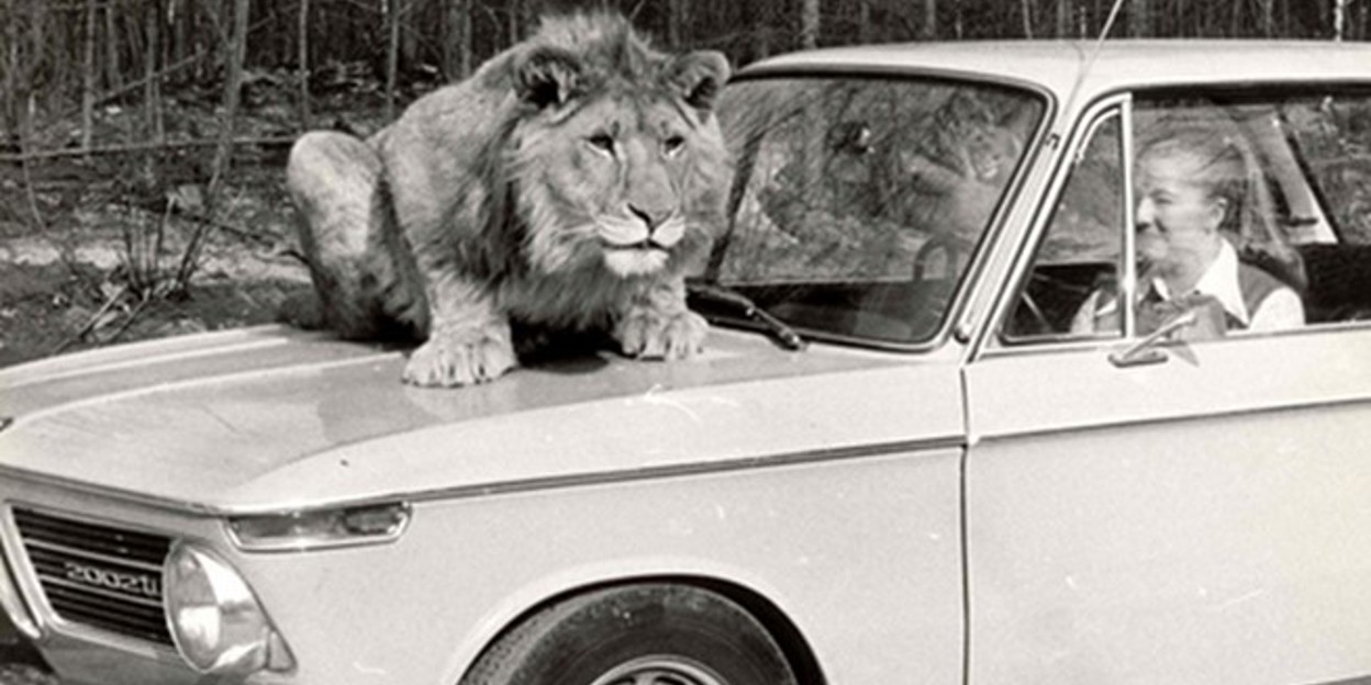 Het eerste safaripark van het Europese vasteland bestaat 50 jaar!