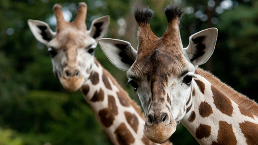 Bijzonder transport: giraffe