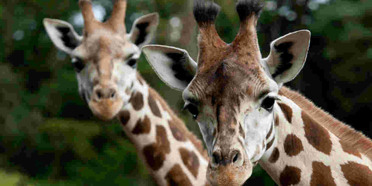 Bijzonder transport: giraffe