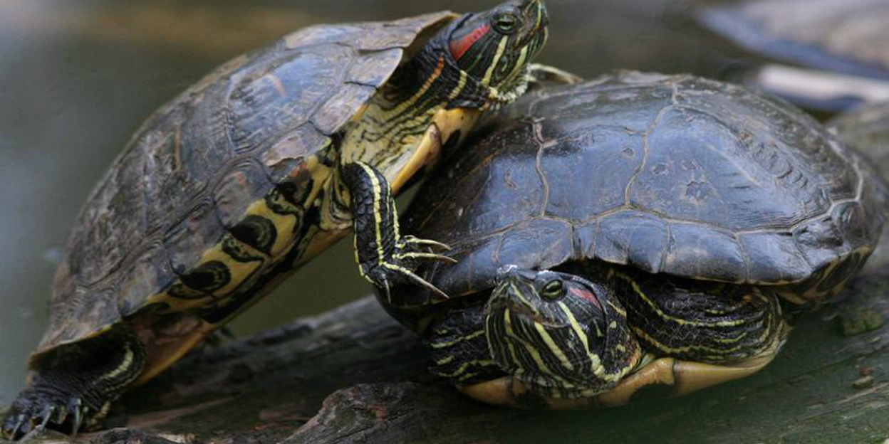 Roodwangschildpad (niet meer in Burgers' Zoo)