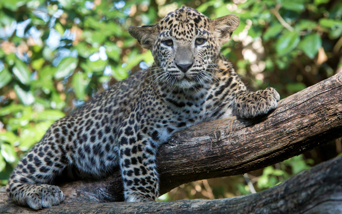 Camouflage bij dieren: het opgaan in de omgeving (katachtigen)