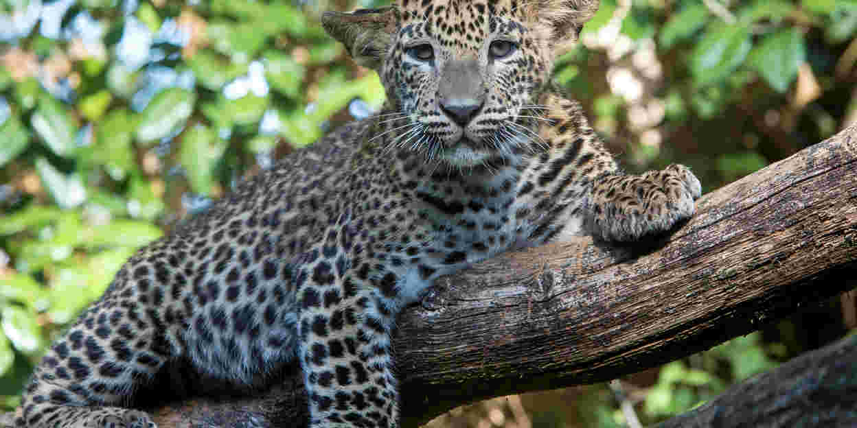 Camouflage bij dieren: het opgaan in de omgeving (katachtigen)