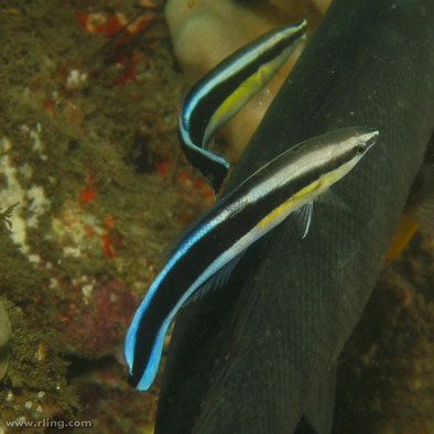 Bedreiging en bescherming