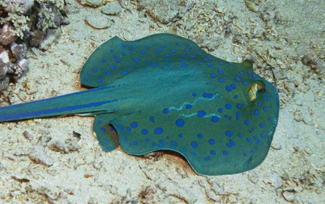 Kleine blauwe vlekjes