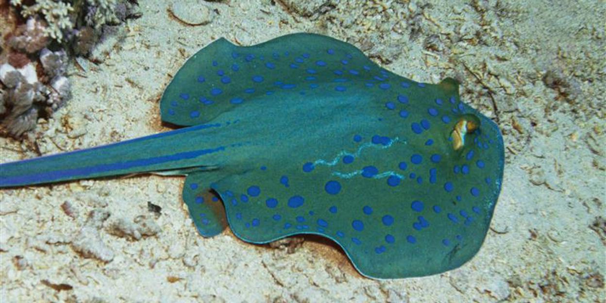 Kleine blauwe vlekjes
