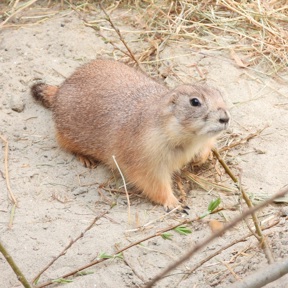 Zwartstaartprairiehond