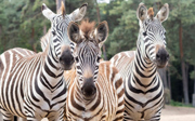 Stichting Future For Nature