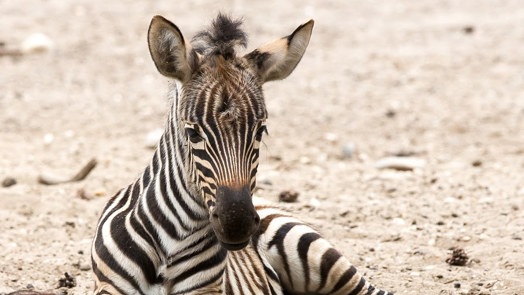 Grantzebra geworpen onder het oog van de bezoekers
