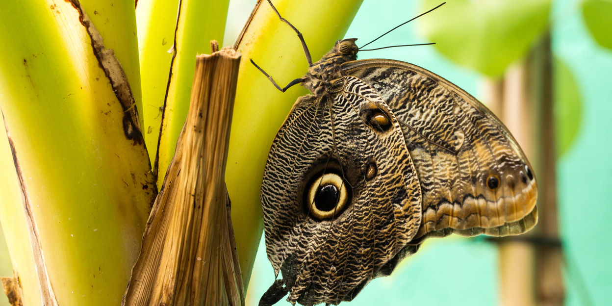 Camouflage: mimicry