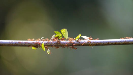 Nieuwe bewoners in de Bush: bladsnijdermieren