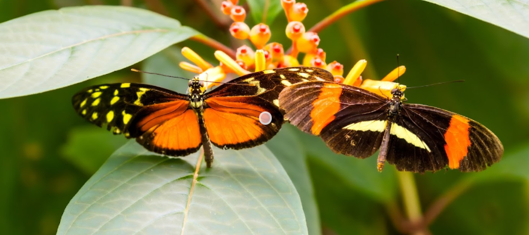  Rondleiding: Lokale natuur in de zoo