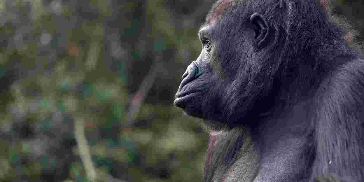 Handopfok bij gorilla’s